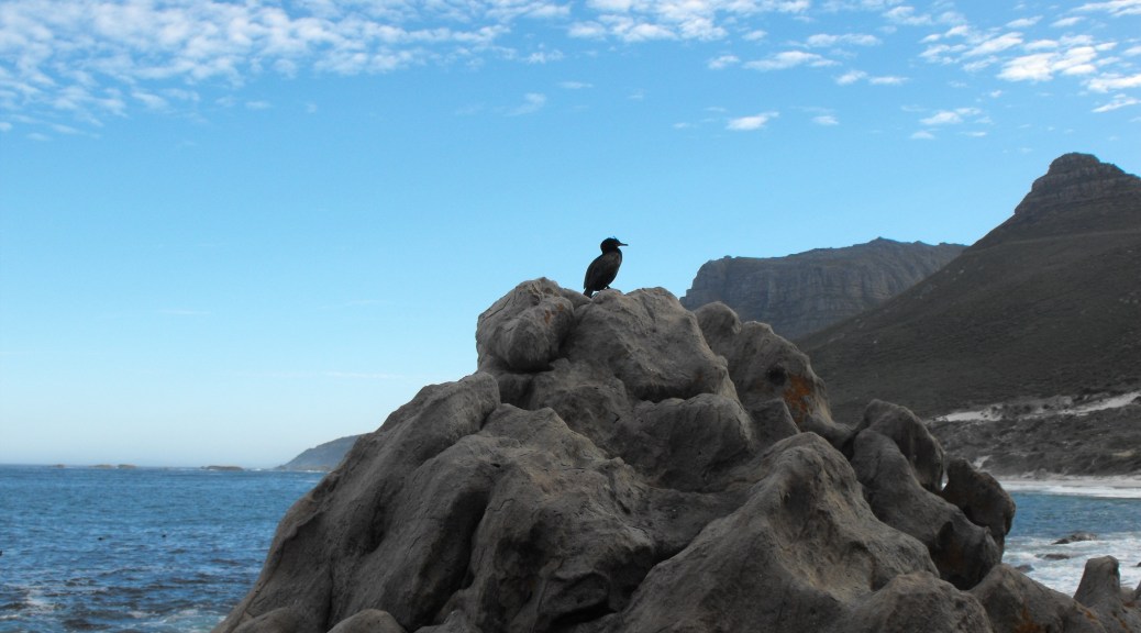 Bird Exposing Herself on Sandy Bay Rocks, Cape Town