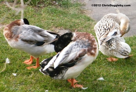 3 Alpine Ducks Dancing to Julia Fischer's Vivaldi at Schloss Nymphenburg