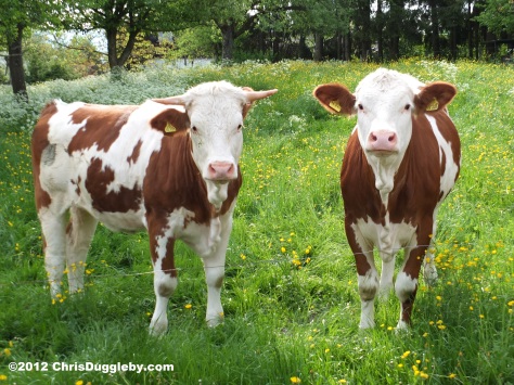 Two local 'naked' cows: stripped of their cow bells and worried about getting fined 