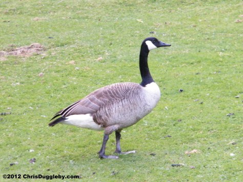 More wild goings-on with the birds in the Bochum Stadtpark