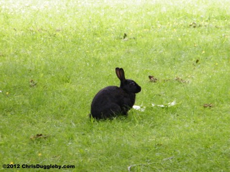 My favourite Bochum bunnygirl is little Ebony Hoppalot