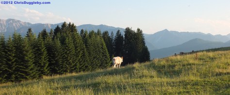 Why does the milk from Bavaria taste so good ? Look at the view - the cows are simply happy!