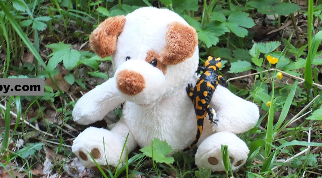 Every Salamander knows when its time to move on