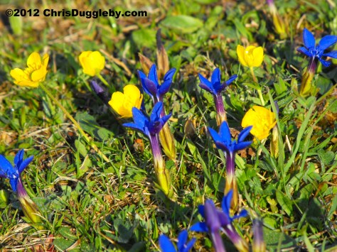 Alpine Flowers from the Schwarzenberg Plateau 1