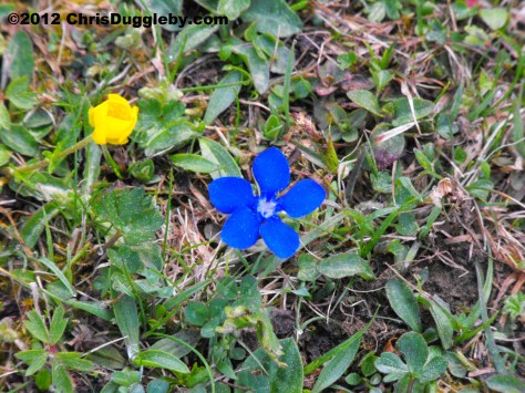 Alpine Flowers from the Schwarzenberg Plateau 2