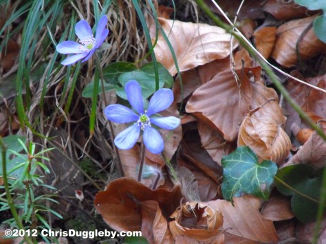 Alpine Flowers from the Schwarzenberg Forest 1