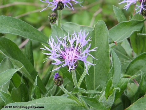 Alpine Flowers from the Schwarzenberg Forest 2