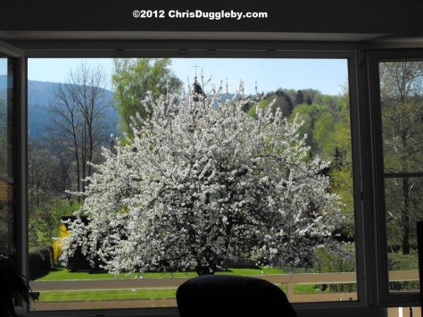 My favourite cherry blossom tree taken from my office desk in spring