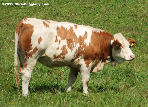 Cow showing off her Cow Bell on Plateau above Bad Feilnbach Cow showing off her Cow Bell on Plateau above Bad Feilnbach