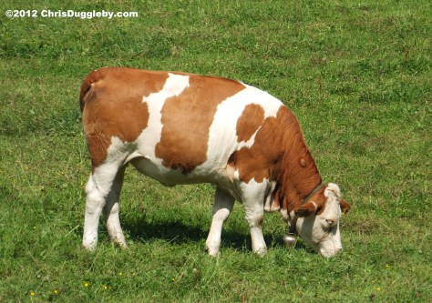 Cow eating grass on the meadow with her Cow Bell above Bad Feilnbach Cow eating grass on the meadow with her Cow Bell above Bad Feilnbach