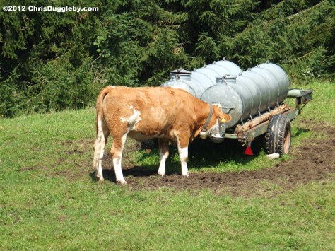 Cow with Cow Bell having a well deserved drink of water on the alpine plateau above Bad Feilnbach Cow with Cow Bell having a well deserved drink of water on the alpine plateau above Bad Feilnbach