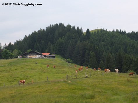 Cows grazing on the Alm or Alpine meadow near the summit of the Schwarzenberg Mountain in the Bavarian Voralpenland Cows grazing on the Alm or Alpine meadow near the summit of the Schwarzenberg Mountain in the Bavarian Voralpenland