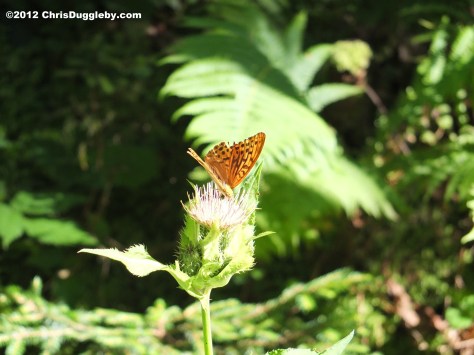 Butterfly 4 in the Schwarzenberg forest near Bad Feilnbach, Bavarian Voralpenland Butterfly 4 in the Schwarzenberg forest near Bad Feilnbach, Bavarian Voralpenland
