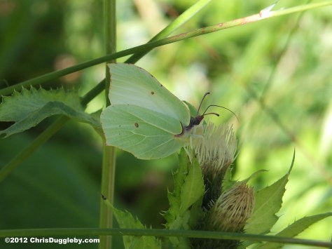Butterfly 5 in the Schwarzenberg forest near Bad Feilnbach, Bavarian Voralpenland Butterfly 5 in the Schwarzenberg forest near Bad Feilnbach, Bavarian Voralpenland