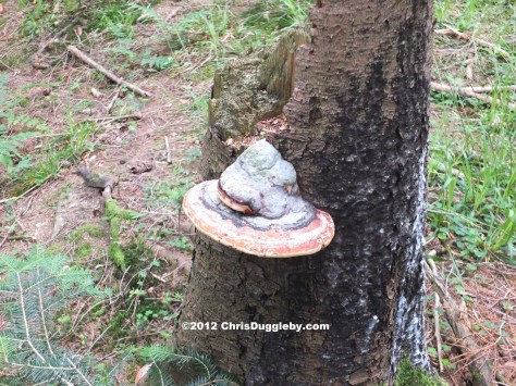 Tree Fungus 2 or natural Schwarzenberg Forest 'Pizza' from the Bavarian Mountains Tree Fungus 2 or natural Schwarzenberg Forest 'Pizza' from the Bavarian Mountains