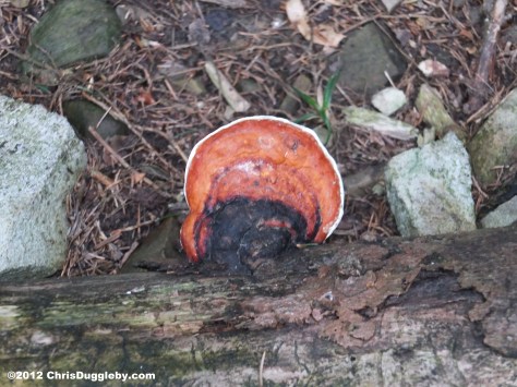 Tree Fungus 5: Bright red pizza from the Schwarzenberg Alpine Forest Tree Fungus 5: Bright red pizza from the Schwarzenberg Alpine Forest
