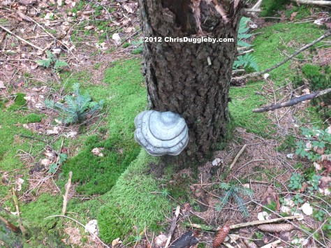 Tree Fungus 7: Blue White Bavarian Flag Pizza growing in the Schwarzenberg Forest Tree Fungus 7: Blue White Bavarian Flag Pizza growing in the Schwarzenberg Forest
