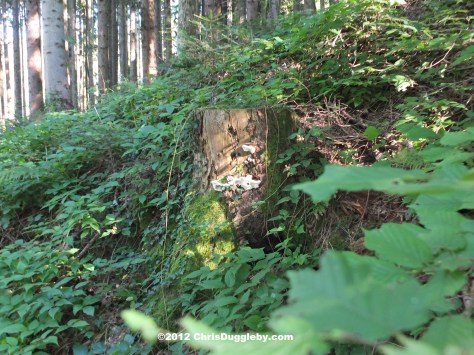 Tree Fungus 13: a fresh Popcorn Tree in the Black Mountain Alpine Forest Tree Fungus 13: a fresh Popcorn Tree in the Black Mountain Alpine Forest