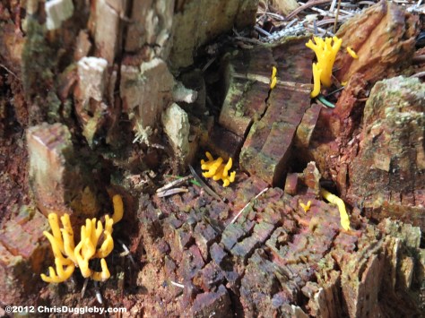 Tree Fungus 15: close-up of Black Mountain gold seams near Bad Feilnbach Tree Fungus 15: close-up of Black Mountain gold seams near Bad Feilnbach