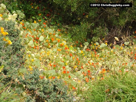 A flowering carpet of orange and yellow growing by the side of the path from Sunset Rocks down to Sandy Bay