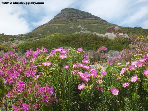 RISKKOs play ground where he plays with the wild animals - can you spot the little lions head?