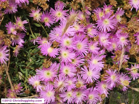 Close up of the yellow and purple African daisies growing on the path to Sandy Bay Cape Town