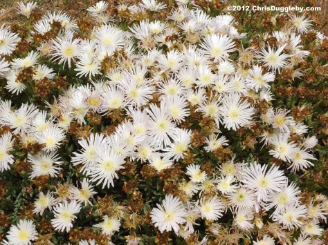 Growing next to the colourful purple African daisies are their white cousins nature shows us how beautiful diversity can be