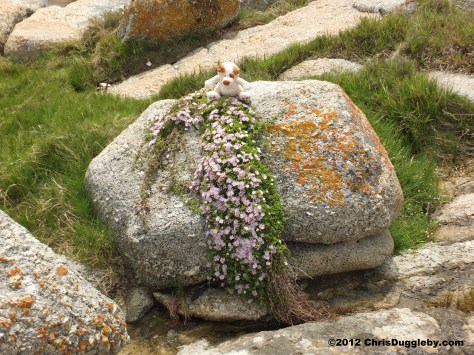Who needs a rockery when the flowers just spring out of the rocks on your door step - South Africa - a model for heaven's garden