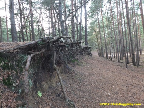 Interesting tree root structures around the Horsell Common sand pits