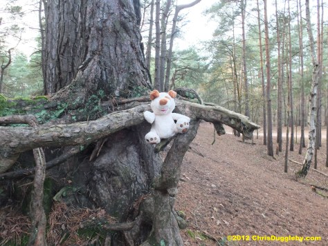 Horsell Common sand pits - very popular with local dogs. RISKKO goes on patrol to keep an eye out for any Martians or other baddies