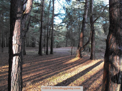 Horsell Common's sandy soil provides a soft jogging surface (especially for old joggers with complaining knees)