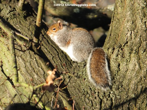 One of the Woking squirrels having a mid-day nap on the Squirrel Bridge