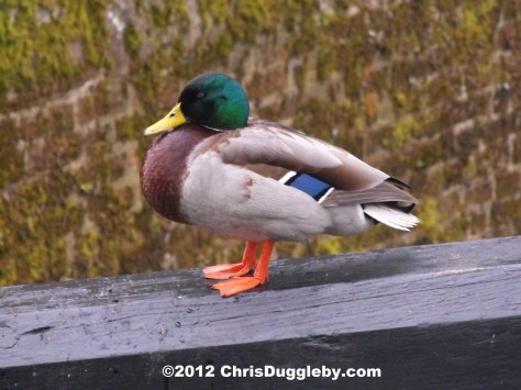 Daphne Duck loves using the locks over the Canal to show off her bright red boots