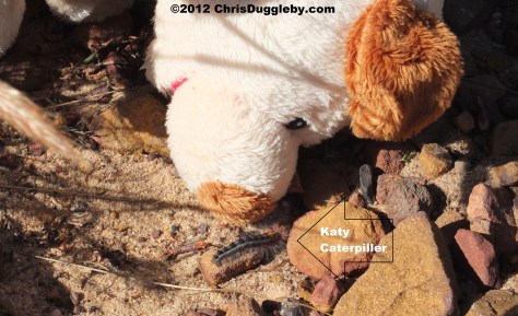 RISKKO invites hairy caterpillar Katy to be his friend