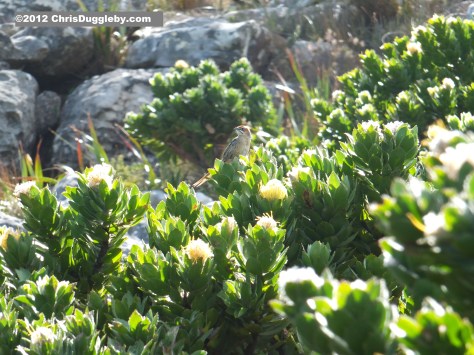 We spotted a pretty bird having a sing-song on the way down from Chapmans Peak