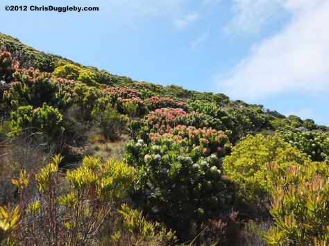 The countryside around Chapmans Peak is an explosion of colourful vegetation
