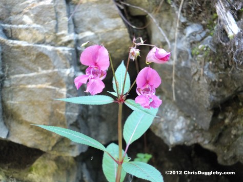 Setting the benchmark for Africa wild flowers: nr 1 from the Schwarzenberg Mountain in Bavaria