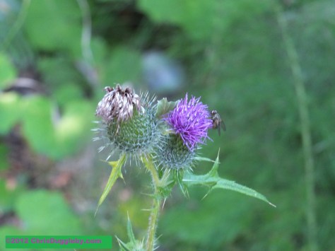Setting the benchmark for Africa wild flowers: nr 2 from the Schwarzenberg Mountain