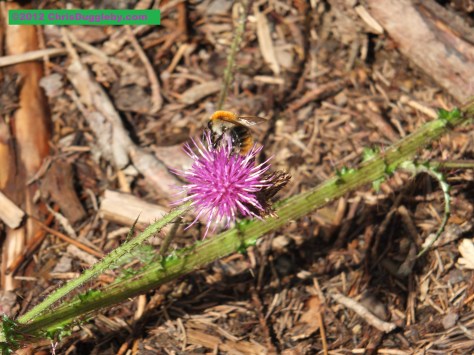 Setting the benchmark for Africa wild flowers: nr 4 from the Schwarzenberg Mountain
