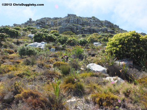 Mountain views from the path leading to the top of Chapmans Peak: its a long way up!