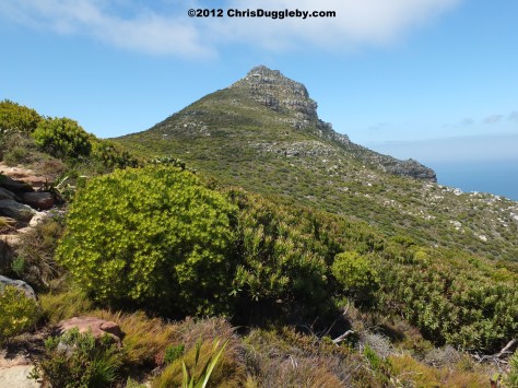 View of Chapmans Peak from the path