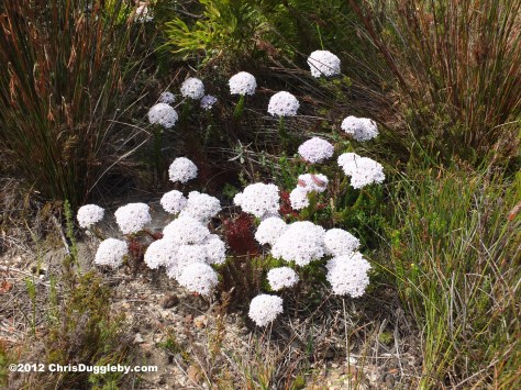 Amazing wild flowers from South Africa picture Nr. 2 from the Chapman's Peak trail, Cape Town