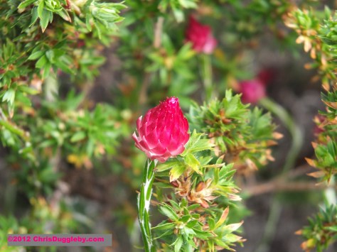 Amazing wild flowers from South Africa picture Nr. 6 from the Chapman's Peak trail, Cape Town