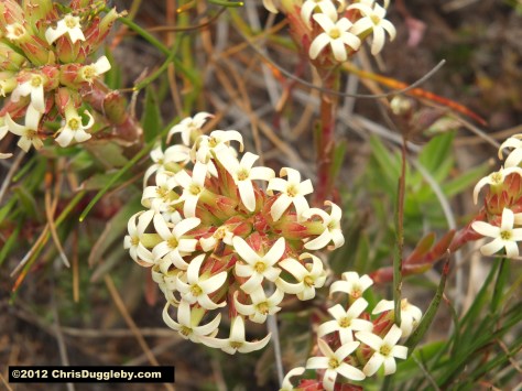 Amazing wild flowers from South Africa picture Nr. 7 from the Chapman's Peak trail, Cape Town