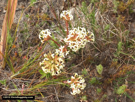 Amazing wild flowers from South Africa picture Nr. 8 from the Chapman's Peak trail, Cape Town