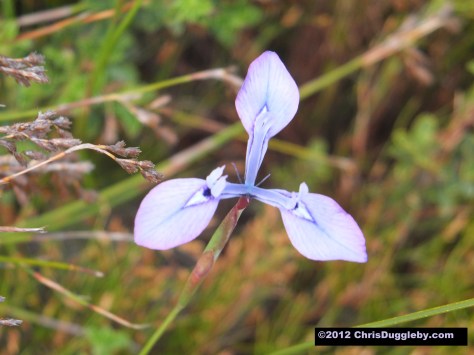 Amazing wild flowers from South Africa picture Nr. 11 from the Chapman's Peak trail, Cape Town