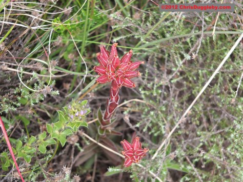 Amazing wild flowers from South Africa picture Nr. 14 from the Chapman's Peak trail, Cape Town