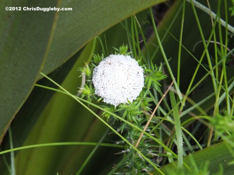 Amazing wild flowers from South Africa picture Nr. 15 from the Chapman's Peak trail, Cape Town