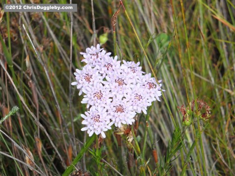 Amazing wild flowers from South Africa picture Nr. 19 from the Chapman's Peak trail, Cape Town