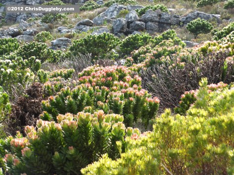 Amazing wild flowers from South Africa picture Nr. 22 from the Chapman's Peak trail, Cape Town
